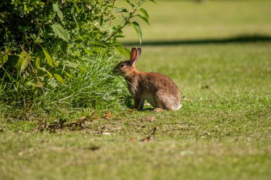Sabah vahşi bir tavşan Güney İngiltere 'de bir ormanın yakınındaki bir çayırda.