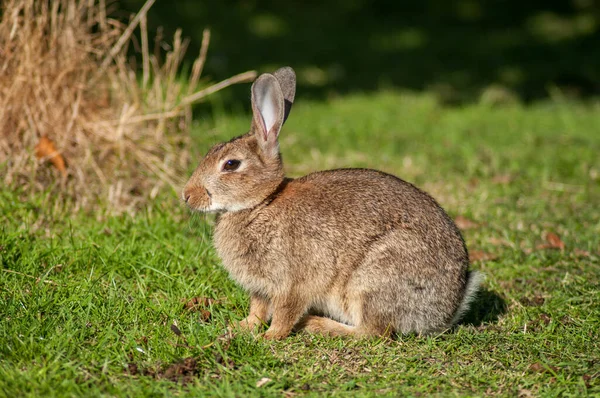 Дикий Кролик Вранці Лузі Біля Лісу Південній Англії — стокове фото