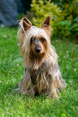 Avustralya İpeksi Teriyeri bahçedeki yeşil çimlerin üzerinde