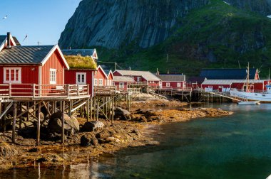 Ahşap kırmızısı tipik Norveç evleri. Deniz kıyısındaki Lofoten adasının çatısında çimenler var..