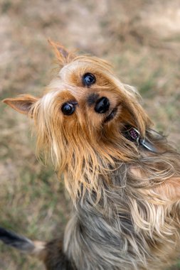 Avustralya İpeksi Teriyeri arka ayakları üzerinde duruyor ve bir çayırda ileriye bakıyor..