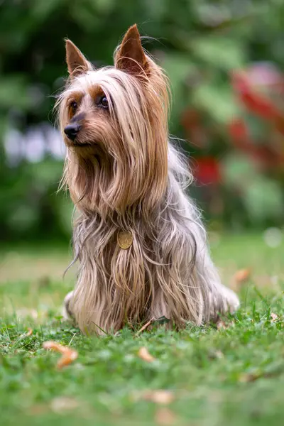 Retrato Cão Australiano Silky Terrier Sentado Jardim Com Cabelos Longos — Fotografia de Stock