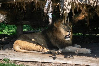 Aslan, tahta bir çatının altında gölgede yatıyor, ağzı dişleriyle açık, ve ileriye bakıyor..