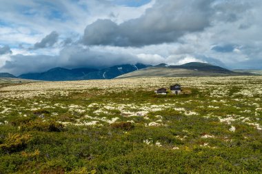 Rondane Ulusal Parkı - Avrupa 'nın kuzeyinde İskandinavya' da Norveç 'te çayırı ve yüksek dağları olan bir tepe manzarası