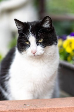 Siyah beyaz bir kedi yazın bahçenin dışında çiçek ve bitki dolu bir bahçede oturur..