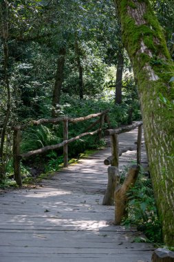 Ormanın ortasında kazıklardan yapılmış korkuluklu ahşap bir patika..