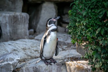 Bir Humboldt pengueni suyun üzerinde yeşil bir çalılığın yanında duruyor..