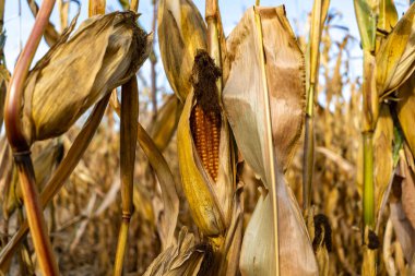 Sonbaharda kuru mısır tarlası. Bir çiftlikte sarı ve altın renkli mısır kulakları. Hasattan önce olgunlaşmış mısır..