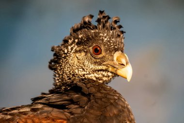 Bulanık bir geçmişi olan tavus kuşu portresi. Kapalı - kuş.