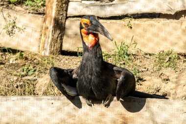 Dışarıdaki ahşap bir çitte oturan egzotik kuş Afrika boynuzu..