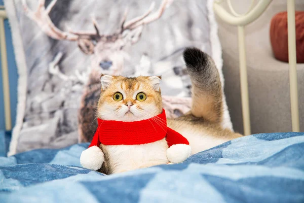 Рождественский Фон Милой Кошкой Шляпе Санта Клауса Симпатичный Рыжий Кот — стоковое фото