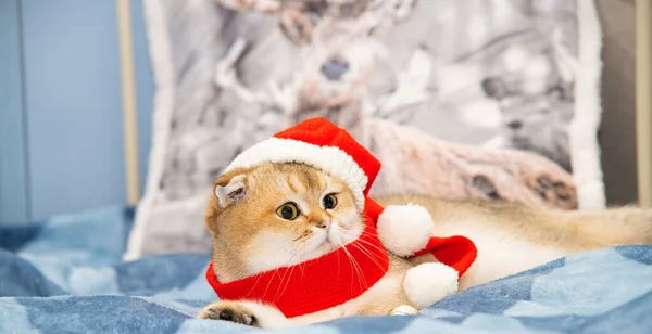 Cute ginger kitten in Santa Claus hat. Christmas background with funny cat in Santa hat. Adorable ginger cat and decorations for Christmas. Cute pet