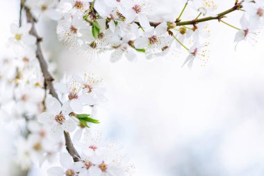 White cherry blossom in spring time against blue sky. Nature blossom spring background. Branches of blossoming cherry macro with soft focus on light blue sky background with copy spac