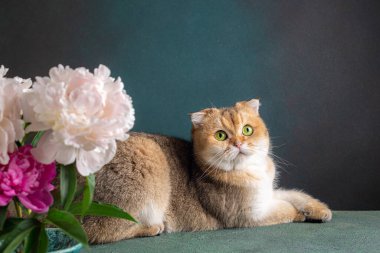 Cat and bouquet of peonies flowers. British shorthair cat golden chinchilla color with green eyes on dark background. Cute ginger cat. Domestic kitten, pet concept. Copy space