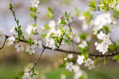 White cherry blossom in spring time against blue sky. Nature blossom spring background. Branches of blossoming cherry macro with soft focus on light background with copy space