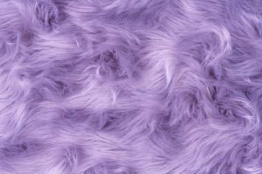 Purple fur texture top view. Purple or lilac sheepskin background. Fur pattern. Texture of lilac shaggy fur. Wool texture. Sheep fur close up