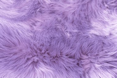 Purple fur texture top view. Purple or lilac sheepskin background. Fur pattern. Texture of lilac shaggy fur. Wool texture. Sheep fur close up