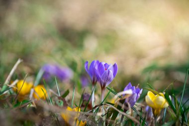 Bahçede Crocus çiçekleri. Bulanık arkaplanda güzel mor ve sarı bir çiçek. Çiçek bahçesindeki çiçek tarlasının çiçek açan arka planı. Çiçek sırtı