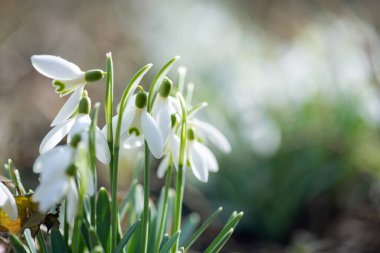 Kar tanesi ya da yaygın kar damlası (Galanthus nivalis) çiçekleri. Bahar kardelerindeki kompozisyonlar çiçek açar. Kartopu çiçekleri, ilkbaharda doğadaki güzellik.