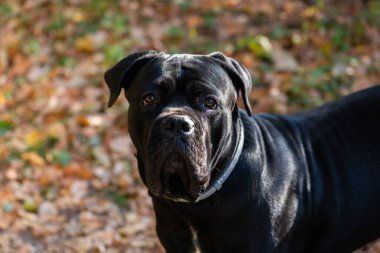 İtalyan Cane Corso Dog sonbahar bahçesine bakıyor. Büyük köpek çiftleşir. Siyah genç Cane Corso sonbahar bahçesinde yürüyor arka bahçede