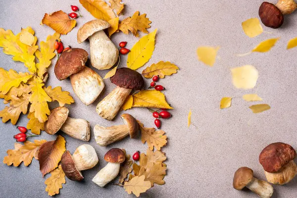 Mantar hasadı ve sonbahar yaprakları. Mantar mantarı Boletus, sonbahar arka planında. Sonbahar kompozisyonu. Sonbahar ruh hali mantarları toplandı. Boşluğu kopyala, üst görünüm