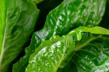 Romaine marulu deseni. Makro fotoğraf yeşil marul dokusu. Taze yeşil romaine yaprağı sebzesi. Diyet ve sağlıklı yiyecekler için sebzeler. Organik yiyecekler