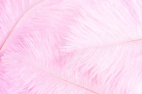 Pink feather background. Softness pink feather texture. Soft pastel background pink feather pattern