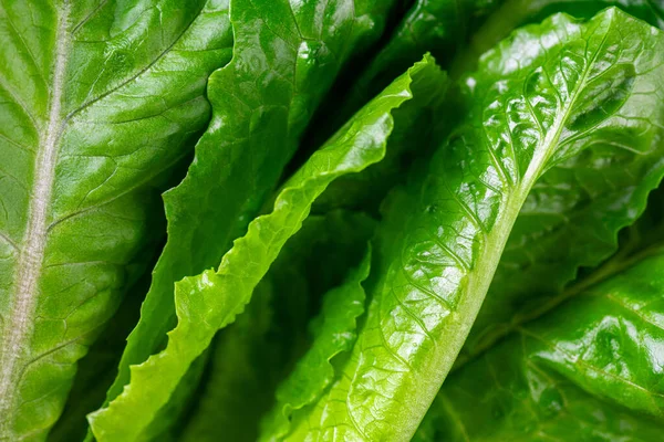 Pattern of romaine lettuce. Macro photo green romaine lettuce texture. Fresh green romaine leaf vegetable. Vegetables for diet and healthy food. Organic food