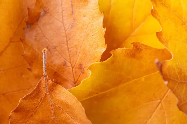 Goldene Und Orangefarbene Herbstblätter Hintergrund Textur Der Abgefallenen Herbstblätter Schöne Stockbild