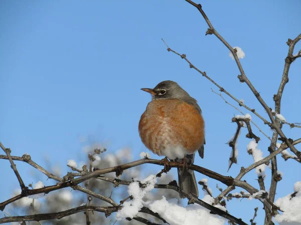 Robin Perched Blue Sky — Stock Photo, Image