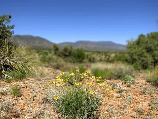 Arizona yolundaki kayalar. 