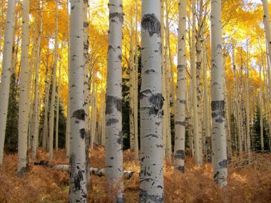 Sonbaharda Güzel Aspen Ormanı