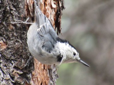 Beyaz göğüslü hiçbir şey. 