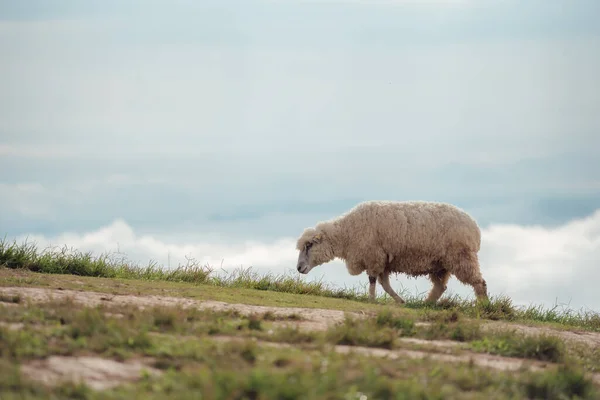 Çayırda Yürüyen Yemek Yiyen Yalnız Bir Koyunun Güzel Manzarası — Stok fotoğraf
