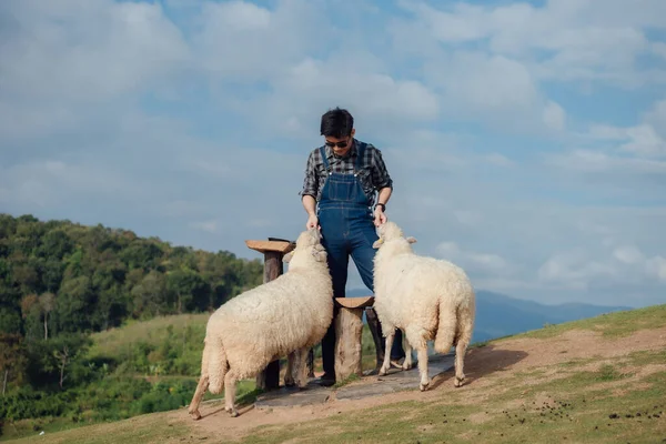 Momento Feliz Agricultor Macho Alimentando Suas Ovelhas — Fotografia de Stock