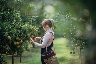 Bir kadın çiftçi meyve bahçesinde ya da portakal çiftliğinde çalışıyor.