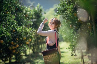 Mutlu bir kadın çiftçi meyve bahçesinde ya da portakal çiftliğinde çalışıyor..