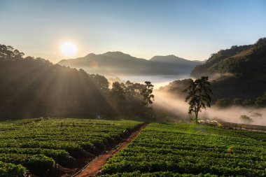 Dağlar ve sisle çevrili yeşil bir vadiyi aydınlatan gün doğumunun nefes kesici manzarası. Huzurlu manzara, doğanın güzelliğini ve sükunetini yansıtır..