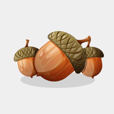 Meşe palamudu fındığı çizimi, meşe ağacı fındığı