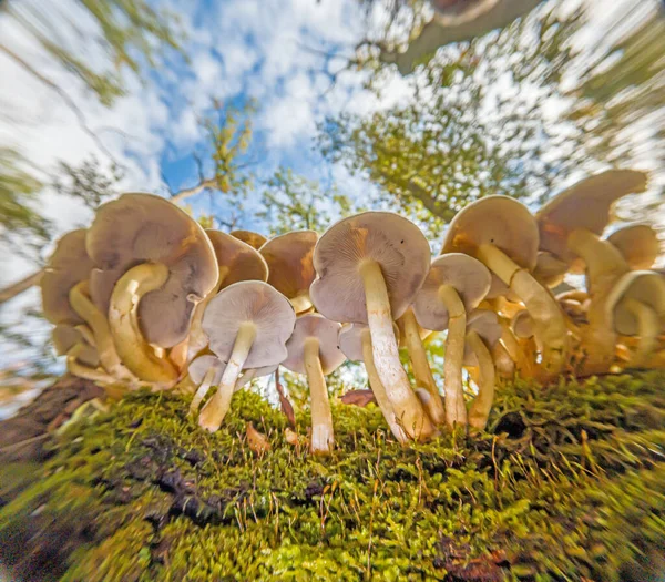 日照时间德国秋天森林中的树菇密闭 — 图库照片