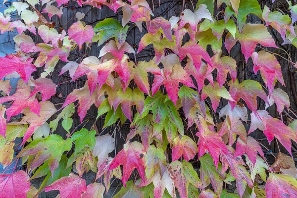 Sonbaharda Gün Boyunca Renkli Sarmaşık Yaprakları — Stok fotoğraf