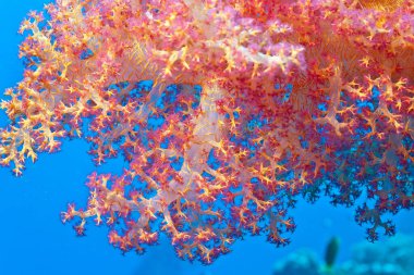 Mısır 'daki bir dalış sırasında kırmızı yumuşak bir mercanın yakınında.