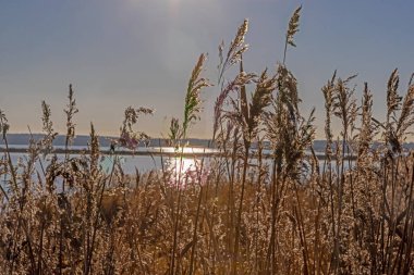 Kışın gündoğumunda yüksek kamışlarla kaplanmış bir göl kıyısının üzerindeki görüntü