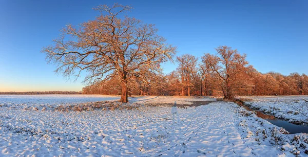 夕暮れ時の木々と雪の牧草地のパノラマ画像 — ストック写真
