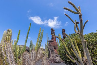 Gündüz vakti Lanzarote Kanarya Adası 'ndaki bir bahçede farklı kaktüsler.