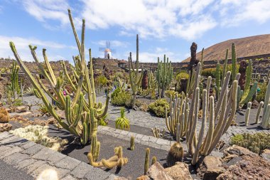 Gündüz vakti Lanzarote Kanarya Adası 'ndaki bir bahçede farklı kaktüsler.