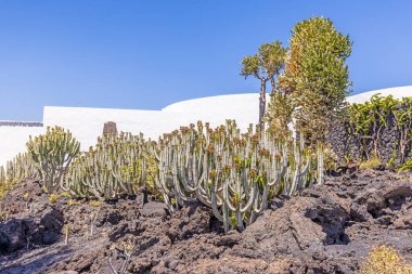 Gündüz vakti Lanzarote Kanarya Adası 'ndaki bir bahçede farklı kaktüsler.