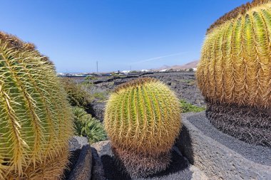 Gündüz vakti Lanzarote Kanarya Adası 'ndaki bir bahçede farklı kaktüsler.