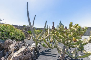 Gündüz vakti Lanzarote Kanarya Adası 'ndaki bir bahçede farklı kaktüsler.