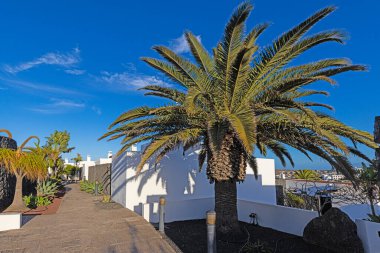 Lanzarote Kanarya Adası 'nda tatilde olan eski büyük palmiye ağacı.